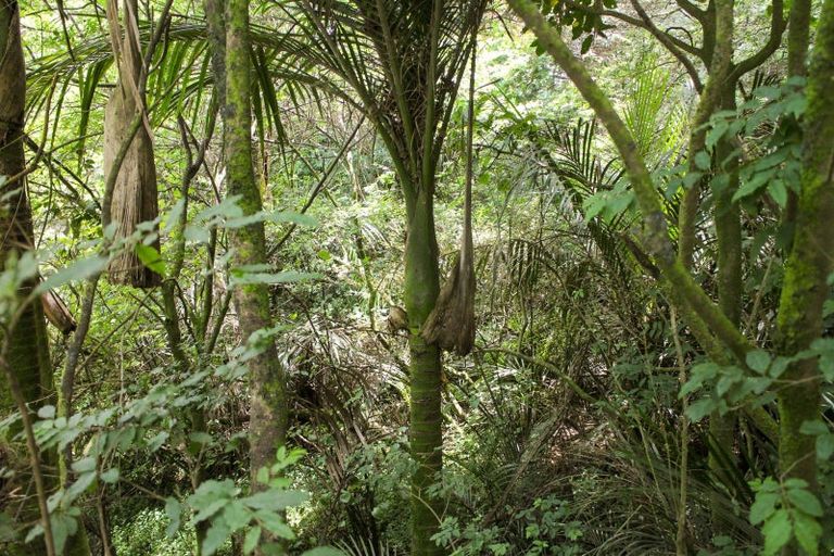 Photo of property in 65 Peria Valley Road, Kaitaia, 0481