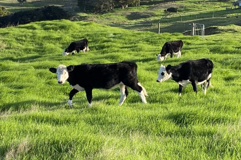 Photo of property in 567 Wharehine Road, Wharehine, Wellsford, 0973