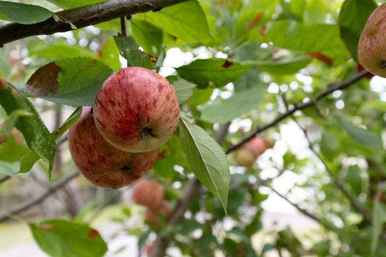 Photo of property in 12 George Street, Te Aroha, 3320