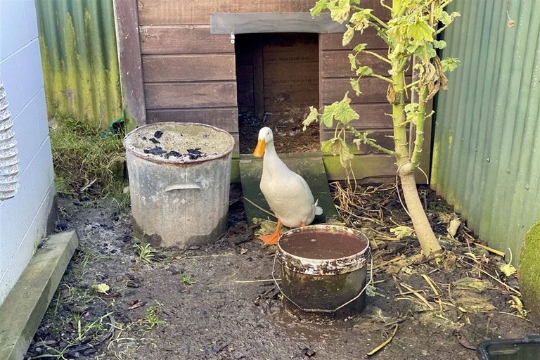 Photo of property in 36 Highfield Terrace, Newfield, Invercargill, 9812