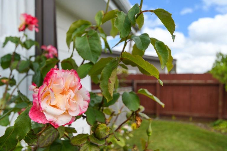 Photo of property in 46 Weld Street, Feilding, 4702