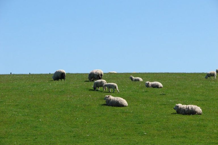 Photo of property in 653 Grove Bush Woodlands Road, Grove Bush, Invercargill, 9872