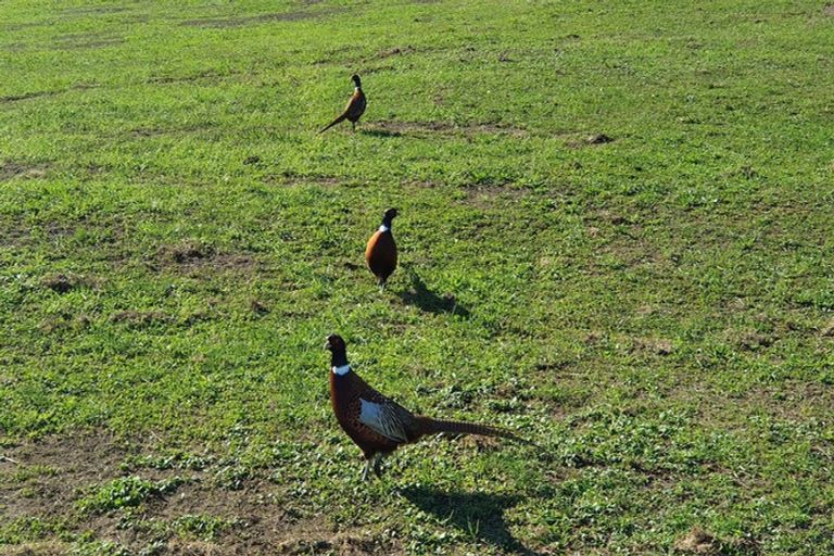 Photo of property in 557 Maungakawa Road, Te Miro, Cambridge, 3496