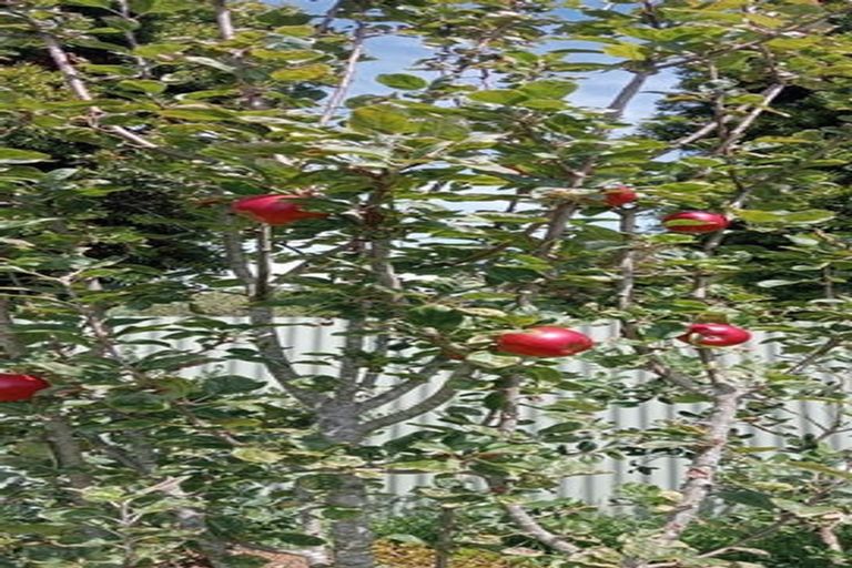 Photo of property in 26 Ogilvie Road, Gladstone, Greymouth, 7805