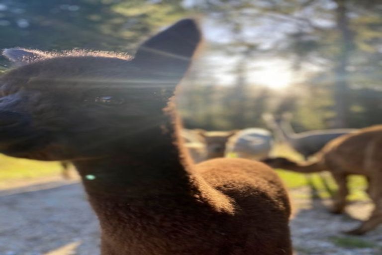 Photo of property in 272 Uruwhenua Road, Upper Takaka, Takaka, 7183