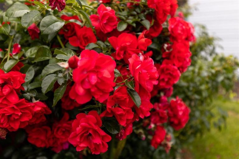 Photo of property in 9 Faulkland Drive, Witherlea, Blenheim, 7201