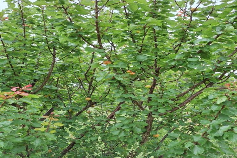 Photo of property in 695e Chester Road, West Taratahi, Carterton, 5791