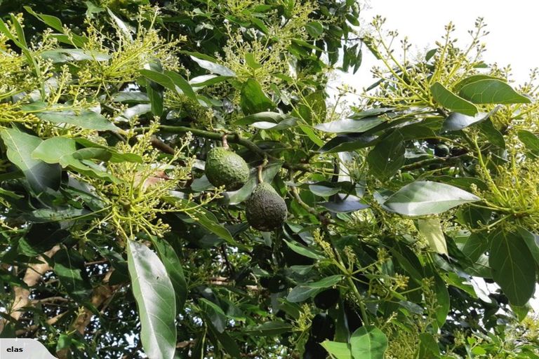 Photo of property in 704 Ngunguru Road, Glenbervie, Whangarei, 0173