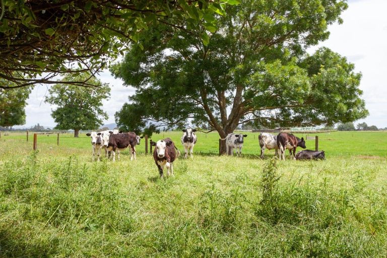 Photo of property in 322 Mangawhero Road, Matamata, 3473