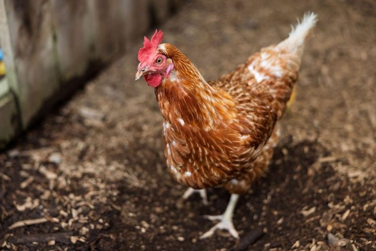 Photo of property in 145a Whakamarama Road, Whakamarama, Tauranga, 3179