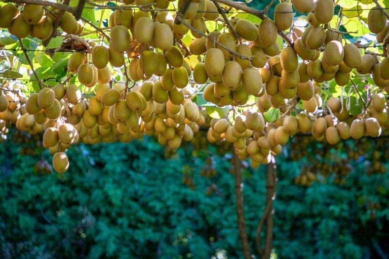 Photo of property in 93 Te Puna Quarry Road, Minden, Tauranga, 3179