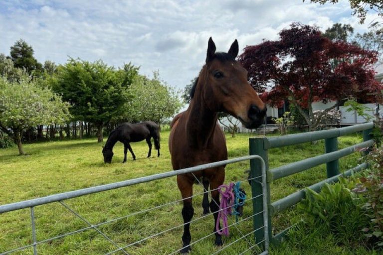 Photo of property in 249 Tararua Road, Levin, 5571