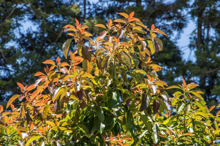 Photo of property in 54d Chard Road, Aongatete, Katikati, 3178