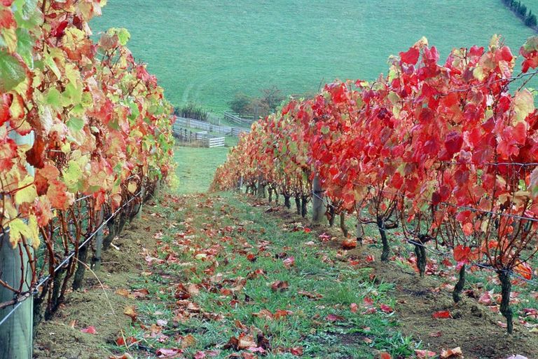 Photo of property in 99 Sharp Road, Warkworth, 0982