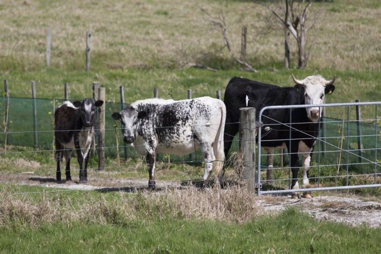 Photo of property in 70 Parore Street, Parore, Dargaville, 0372