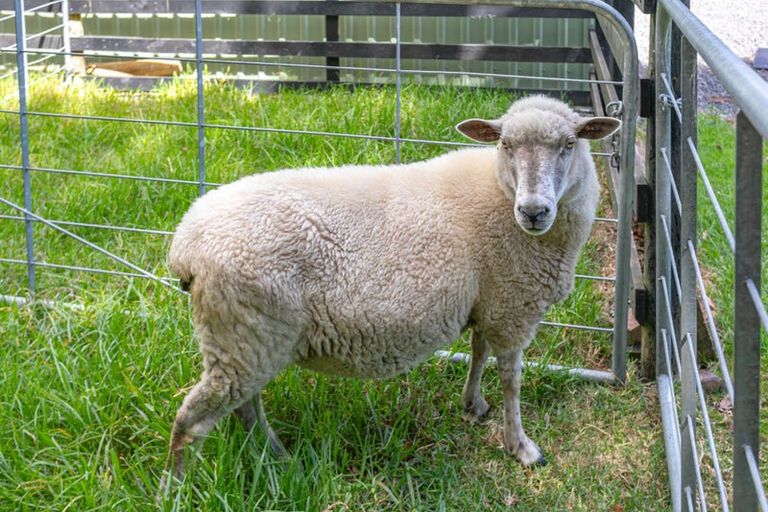 Photo of property in 94b Whangapoua Sh25 Road, Coromandel, 3506