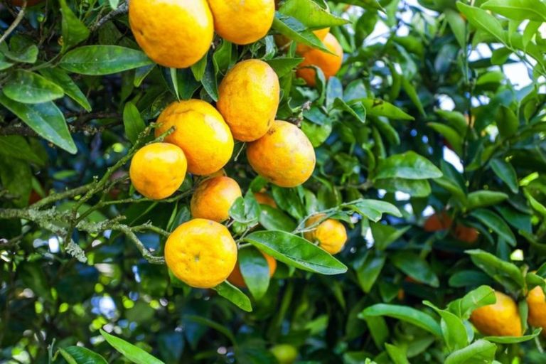 Photo of property in 721 Thornton Road, Thornton, Whakatane, 3193