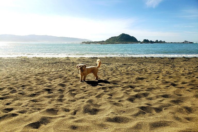 Photo of property in 9/20 Trent Street, Island Bay, Wellington, 6023