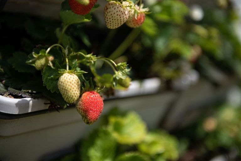 Photo of property in 124 Cobham Street, Spreydon, Christchurch, 8024