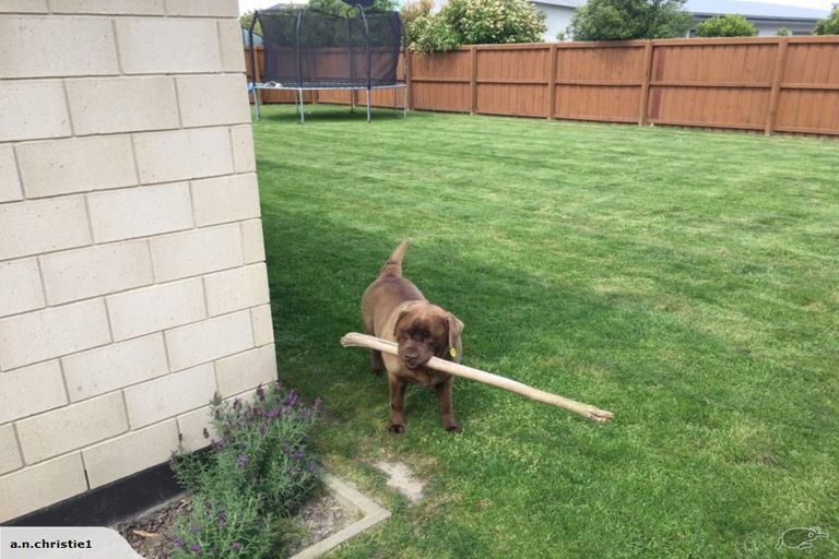 Photo of property in 12 Broomleigh Drive, Rolleston, 7615