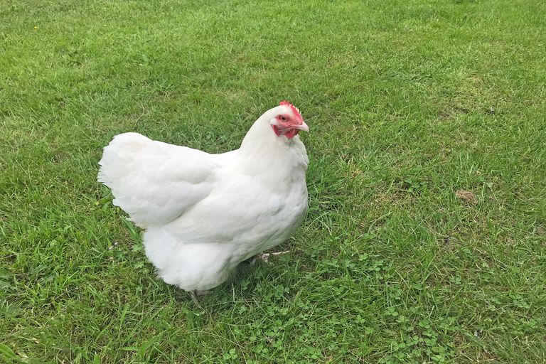 Photo of property in 22 Harrybrook Road, Green Bay, Auckland, 0604