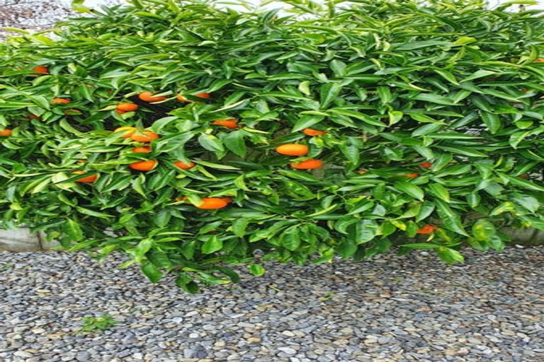 Photo of property in 7 Aburoc Place, Paraparaumu Beach, Paraparaumu, 5032