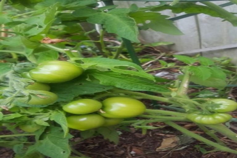 Photo of property in 10 Mariners Way, Whitby, Porirua, 5024