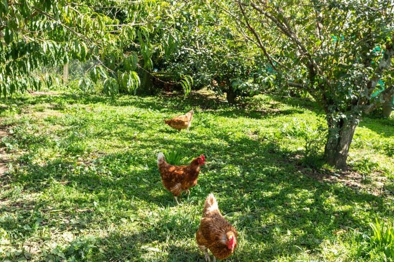 Photo of property in 4460 State Highway 26, Te Aroha, 3393