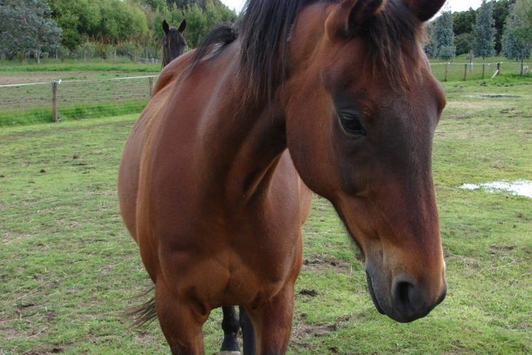 Photo of property in 242 Oreti Road, Otatara, Invercargill, 9879