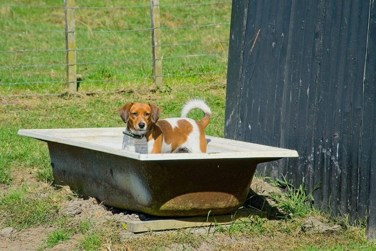 Photo of property in 1215 Wharekopae Road, Ngatapa, Gisborne, 4072