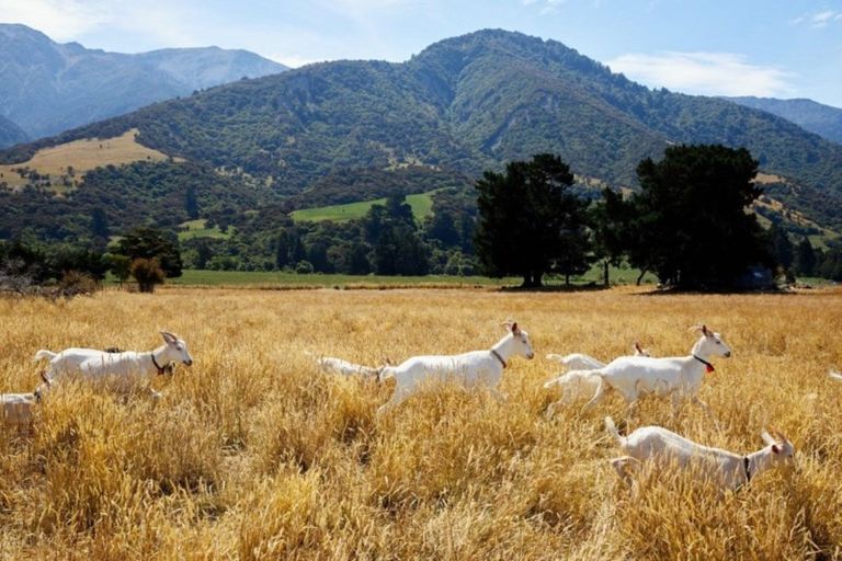 Photo of property in 235b Bay Paddock Road, Hapuku, Kaikoura, 7371