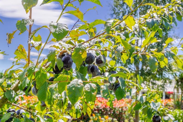 Photo of property in 112a Mount Herbert Road, Waipukurau, 4200