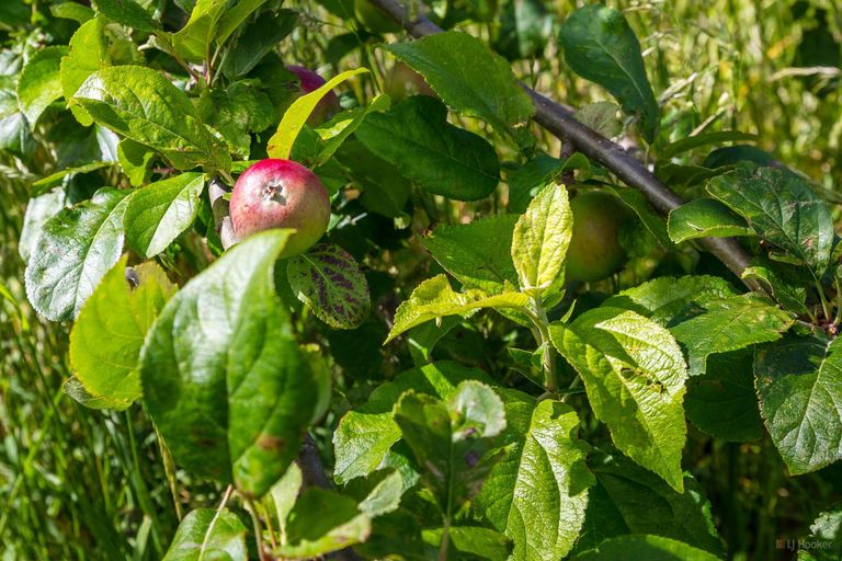Photo of property in 407 Elephant Hill Road, Waihao Downs, Waimate, 7977