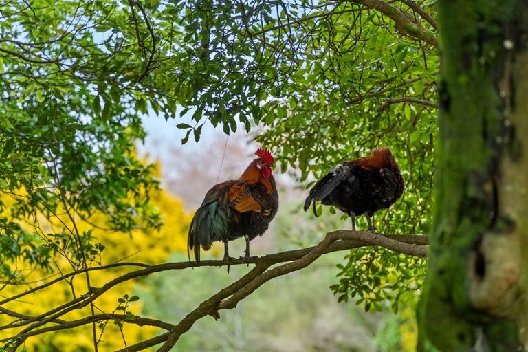 Photo of property in The Grand Apartments, 2d/4 Kell Drive, Albany, Auckland, 0632