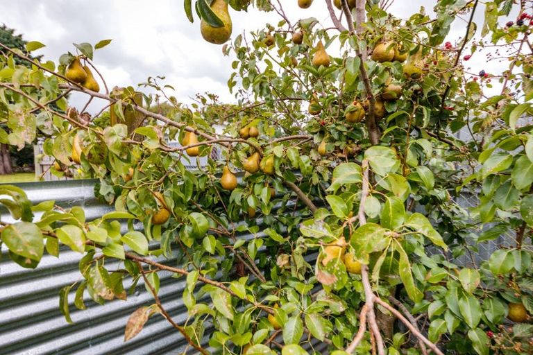 Photo of property in 12 Rata Street, Feilding, 4702