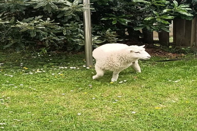 Photo of property in 44a Waverley Avenue, Glenfield, Auckland, 0629