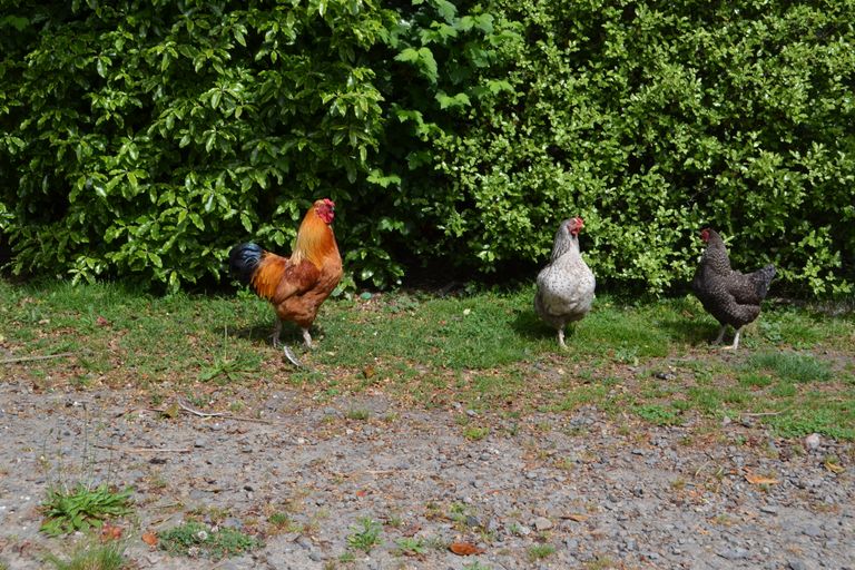 Photo of property in 1156 Main Road, Galatea, Murupara, 3079