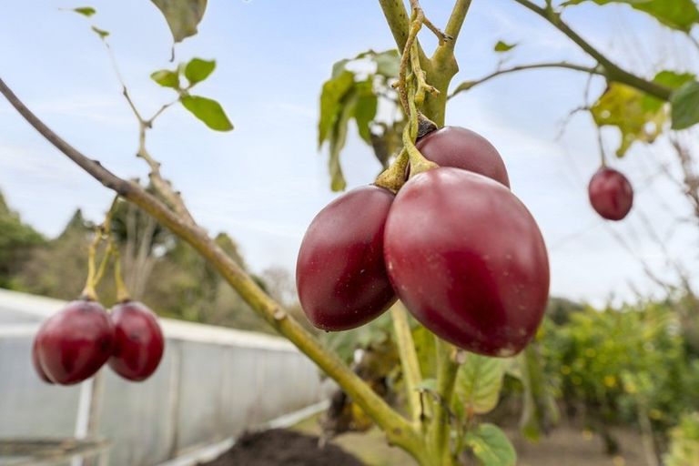 Photo of property in 149 Ringawhati Road, Otaki, 5583