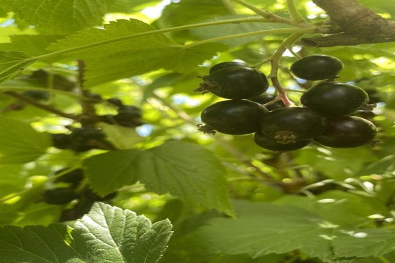 Photo of property in 98 Hawke Road, Orari, Geraldine, 7992