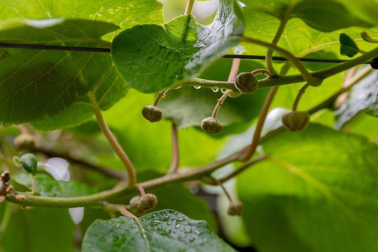 Photo of property in 29 Lemon Road, Paengaroa, Te Puke, 3189