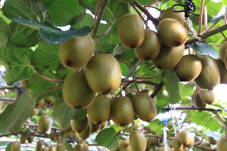 Photo of property in 237a Busby Road, Tahawai, Katikati, 3170