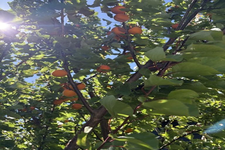 Photo of property in 31 Awamutu Grove, Waiwhetu, Lower Hutt, 5010