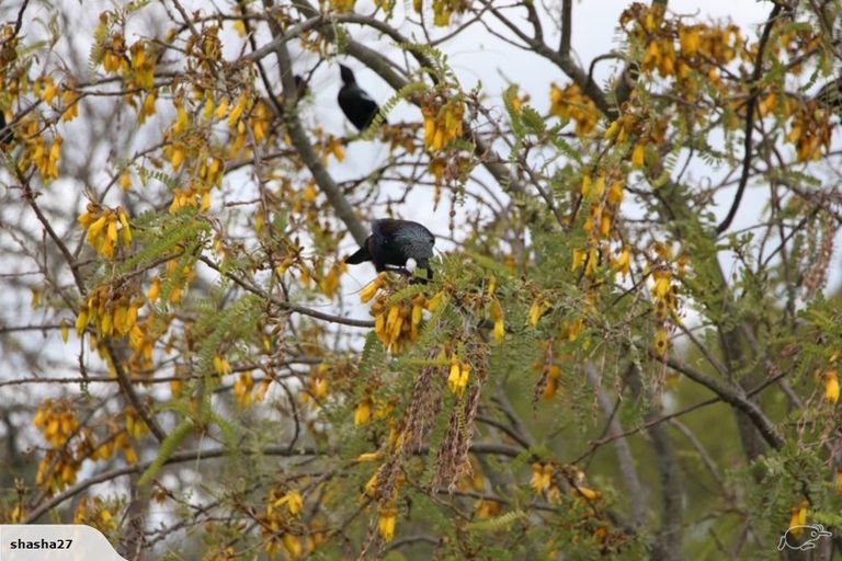 Photo of property in 8849 Paeroa Kopu Road, Puriri, Thames, 3578