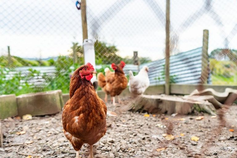 Photo of property in 40 Borrows Road, Wellsford, 0974