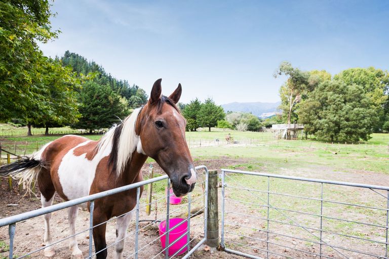 Photo of property in 72 Kuku Road, Pohangina, Ashhurst, 4884