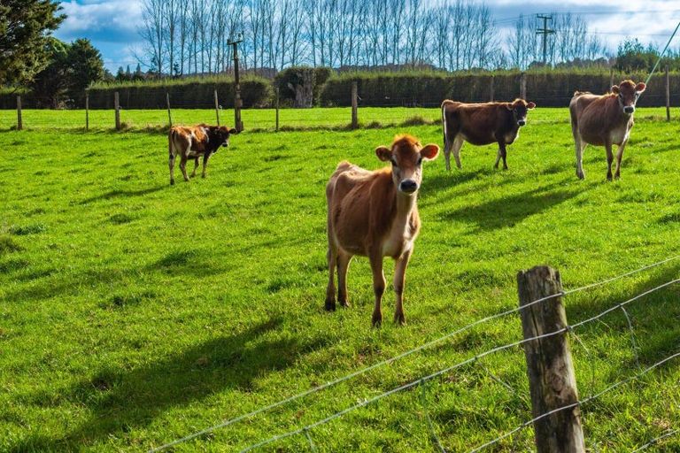 Photo of property in 348 Tauraroa Road, Maungakaramea, 0178