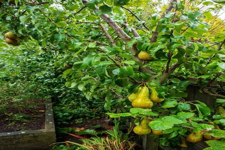 Photo of property in 7 Douglas Street, Lincoln, 7608