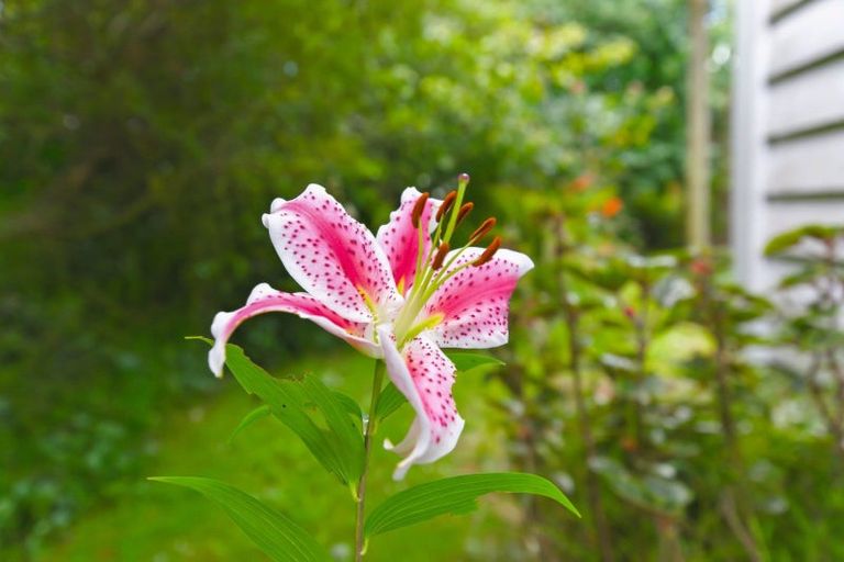 Photo of property in 75 Liverpool Street, Levin, 5510