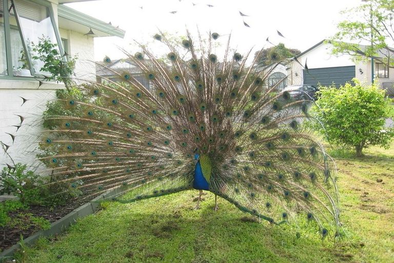 Photo of property in 5 Fintona Place, Dannemora, Auckland, 2016