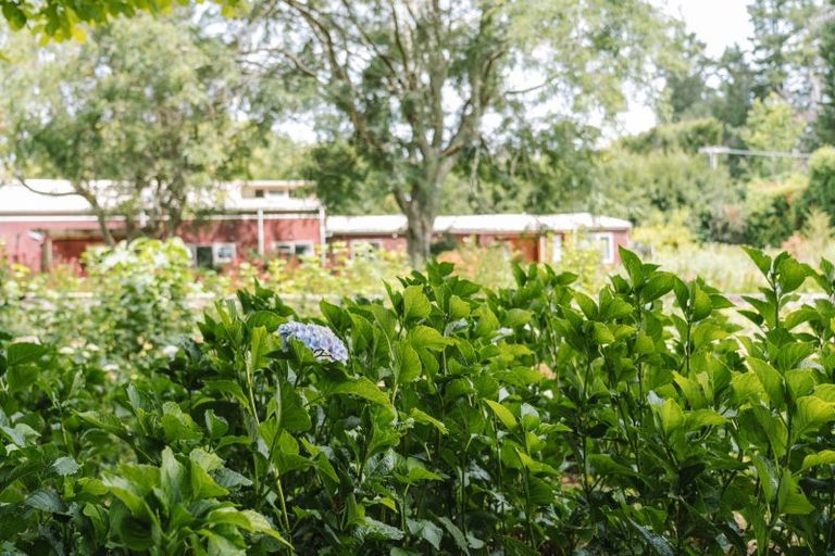 Photo of property in 259 Wainui Road South, Whakamarama, Katikati, 3181